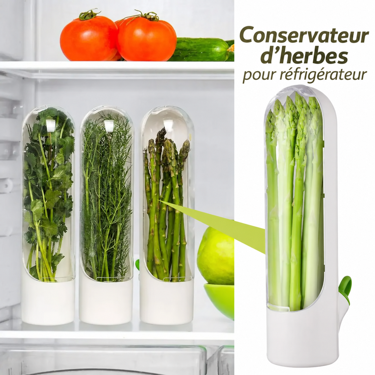 Conservateur d’Herbes Fraîches